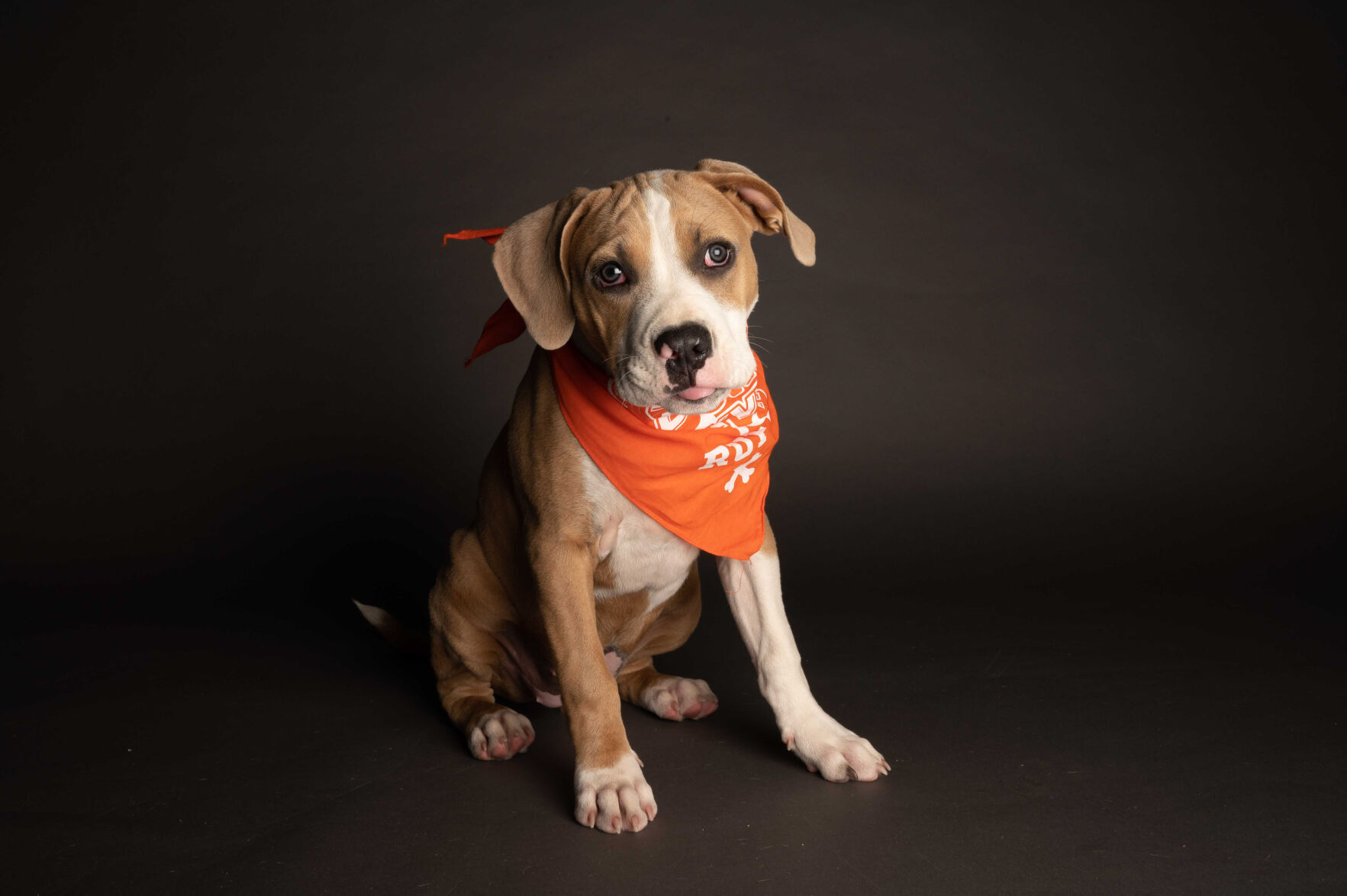 Animal Planet's Puppy Bowl will go on as planned. Here's a look at the starting lineup | Pets 38 PUPPY BOWL XVII